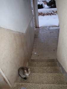 Jerusalem street kitten